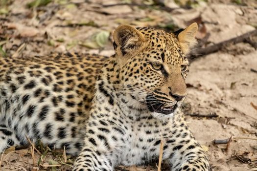 A close-up of a leopard cub resting in the bush after eating