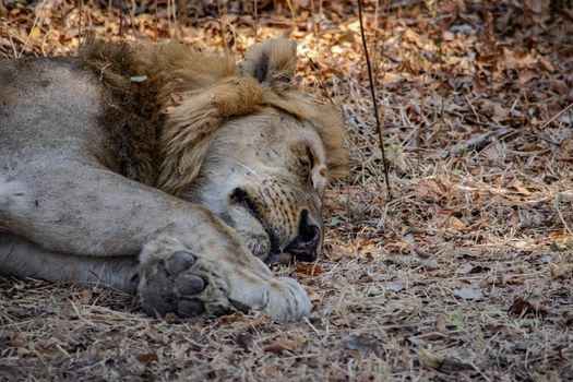 A close-up of a beautiful lion resting after hunting