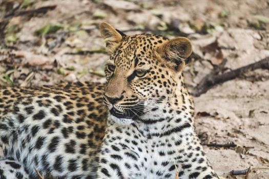 A close-up of a leopard cub resting in the bush after eating