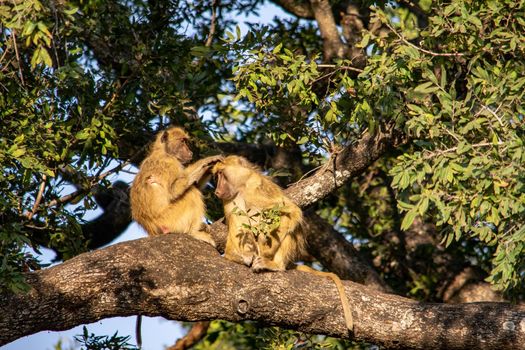 A close-up of a group of baboos grooming on a tree