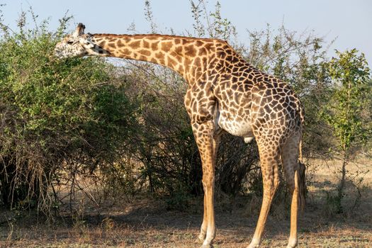 A close-up of a huge giraffe eating in the bush