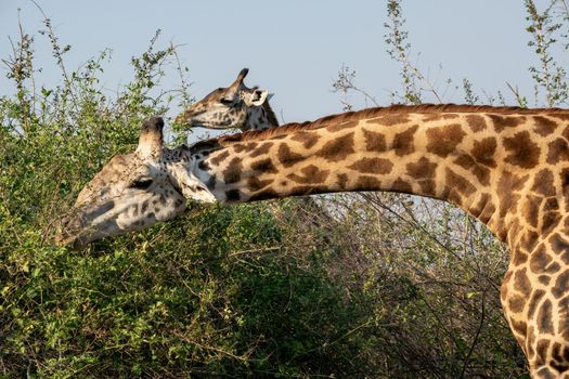 A close-up of a huge giraffe eating in the bush