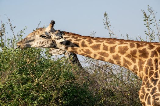 A close-up of a huge giraffe eating in the bush