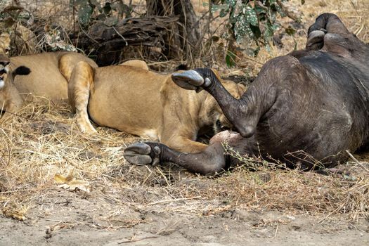 A close-up of a beautiful lioness feeding on a freshly killed buffalo.