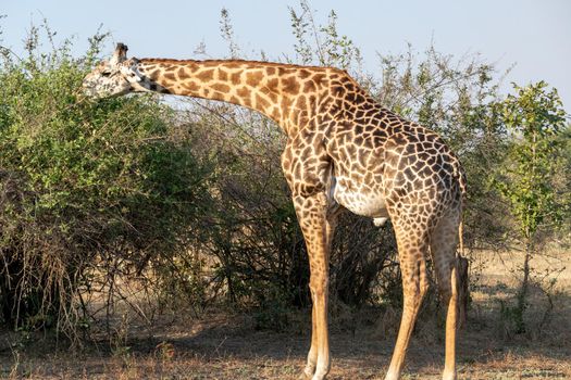 A close-up of a huge giraffe eating in the bush