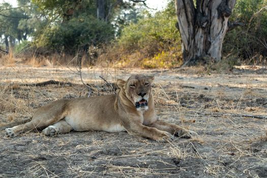 A close-up of a beautiful lioness resting after hunting