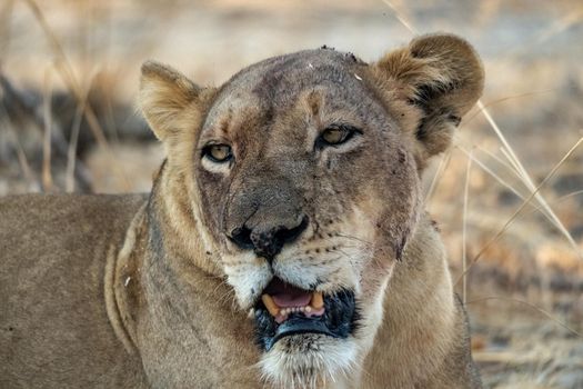 A close-up of a beautiful lioness resting after hunting