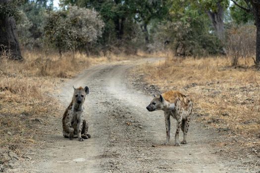 A wonderful closeup of spotted hyenas in the savanna