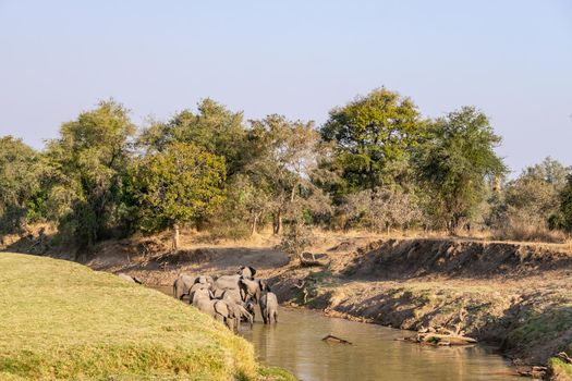 An amazing close up of a huge elephants group crossing the waters of an African river