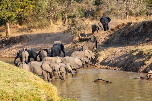 An amazing close up of a huge elephants group crossing the waters of an African river