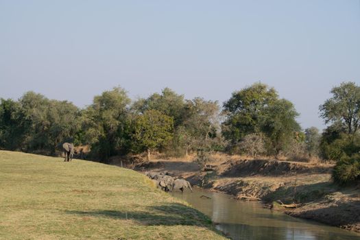 An amazing close up of a huge elephants group crossing the waters of an African river