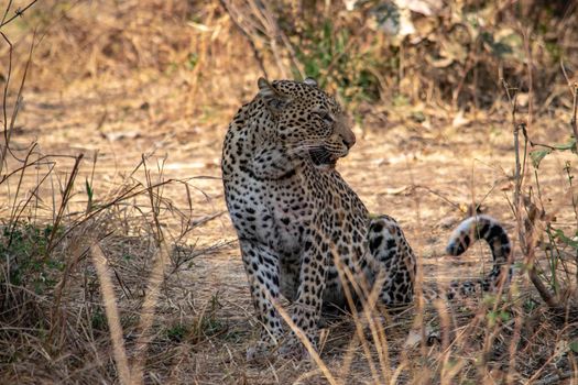 A close-up of a leopard resting in the bush after eating