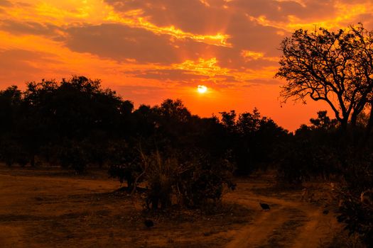 An amazing view of the classic african sunset