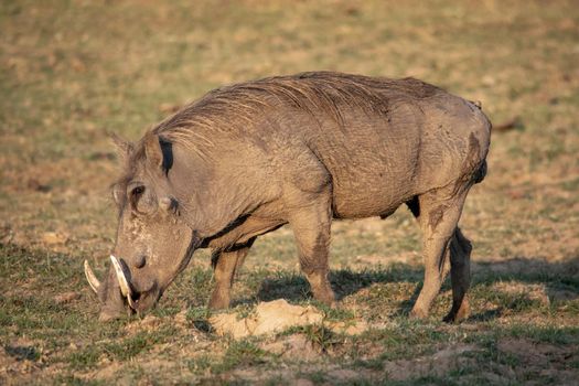 A close-up of a huge warthog eating in the savanna