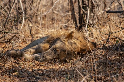 A close-up of a beautiful lion resting after hunting