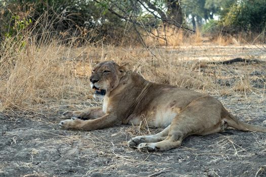 A close-up of a beautiful lioness resting after hunting