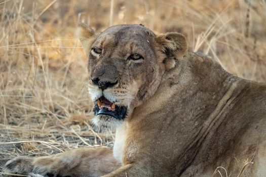 A close-up of a beautiful lioness resting after hunting