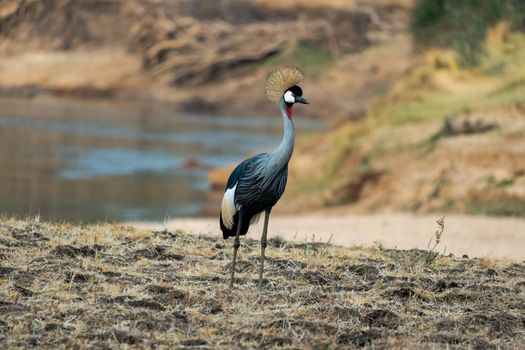 A close-up of a wonderful grey crowned crane on the sandy bank of african river