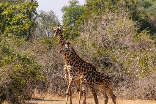 A close-up of a group of giraffes eating in the bush