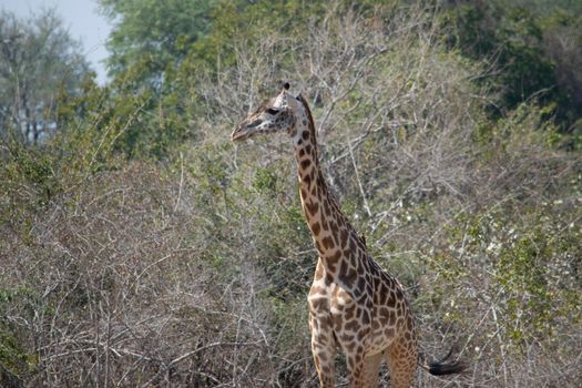 A close-up of a huge giraffe eating in the bush