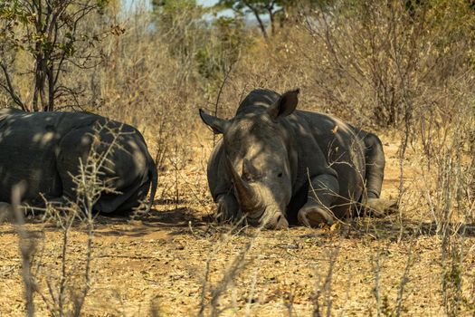 A close-up of two huge rhinos resting in the savanna