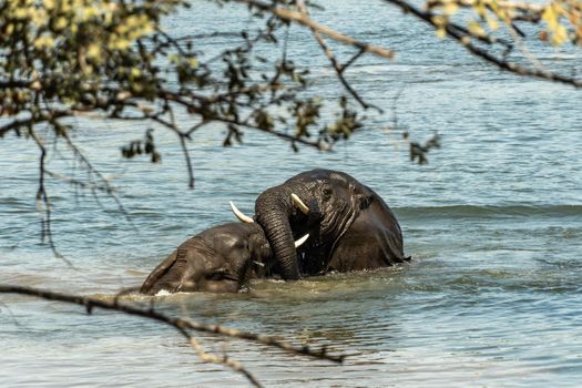 An amazing close up of two huge elephants fighting in the waters of an African river