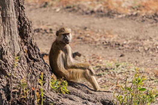 A close-up of a huge baboon seating in the savanna