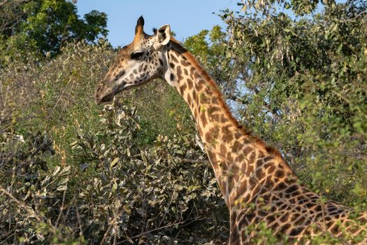 A close-up of a huge giraffe eating in the bush