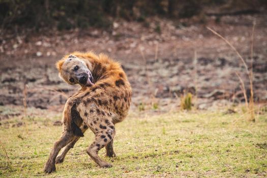 A wonderful closeup of spotted hyena in the savanna