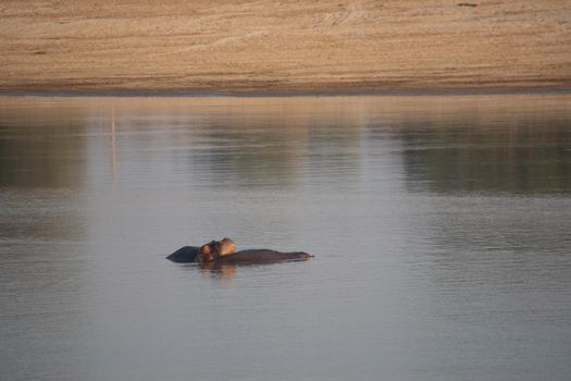 An amazing view of a group of hippos resting in an African river