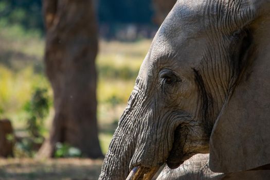 An amazing close up of the face of a huge elephant moving in the waters of an African river