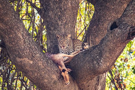 A close-up of a leopard eating an impala on a tree