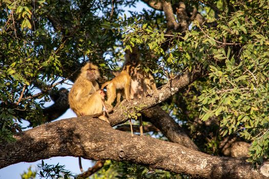 A close-up of a group of baboos grooming on a tree