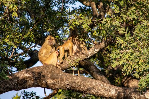 A close-up of a group of baboos grooming on a tree