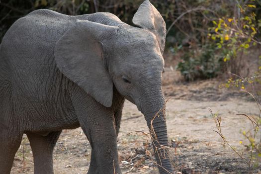 An amazing close up of an elephant cub on the sandy banks of an African river