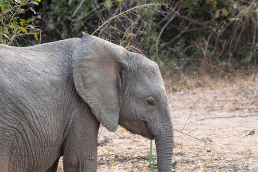 An amazing close up of an elephant cub on the sandy banks of an African river