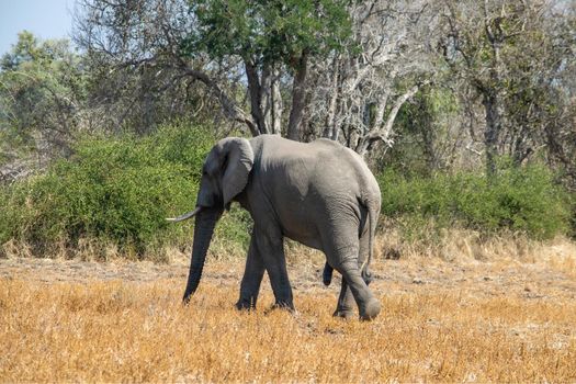 An amazing close up of a huge elephant moving in the bush