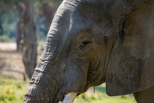 An amazing close up of the face of a huge elephant moving in the waters of an African river