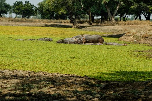 An amazing view of a group of hippos resting in an African lagoon