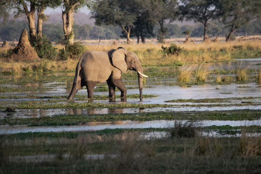 An amazing close up of a huge elephant moving in the waters of an African river