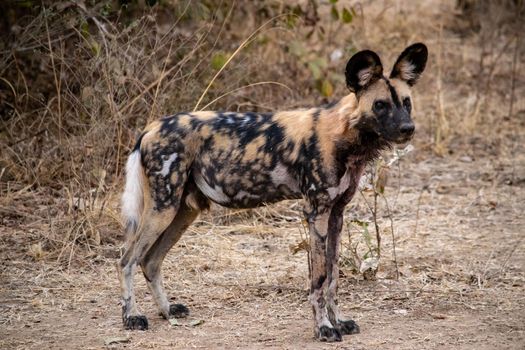 A close-up of a beautiful wild dog in the savannah