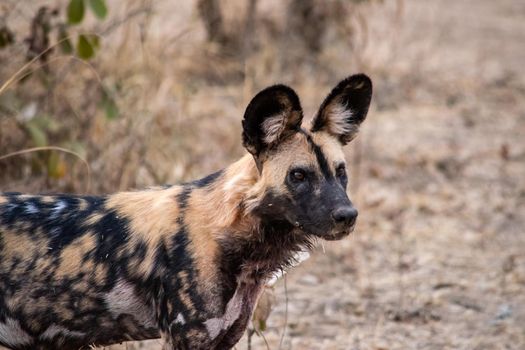 A close-up of a beautiful wild dog in the savannah