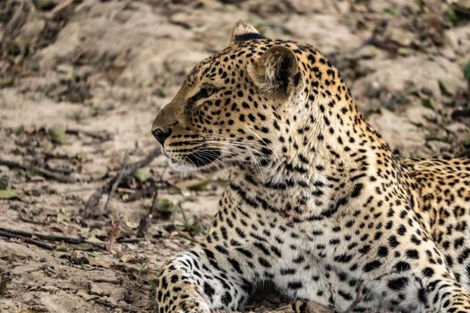 A close-up of a leopard resting in the bush after eating