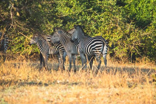 A close-up of a group of zebras standing in the savanna