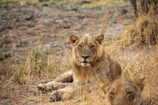 A close-up of a beautiful lion resting after hunting