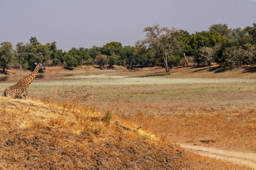 A close-up of a huge giraffe eating in the bush