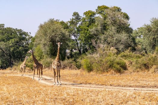 A close-up of a group of giraffes eating in the bush