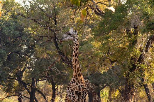 A close-up of a huge giraffe eating in the bush