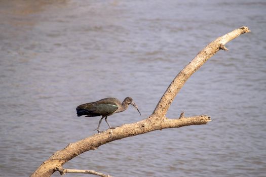 A close-up of a wonderful ibis hadada standing on a tree