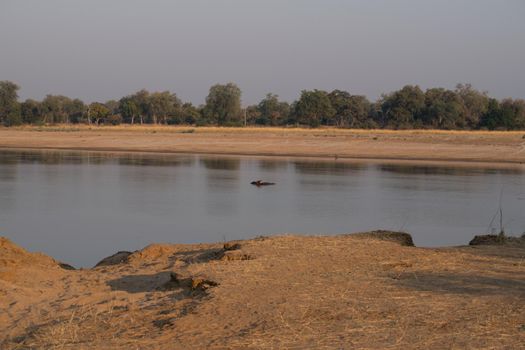 An amazing view of a group of hippos resting in an African river